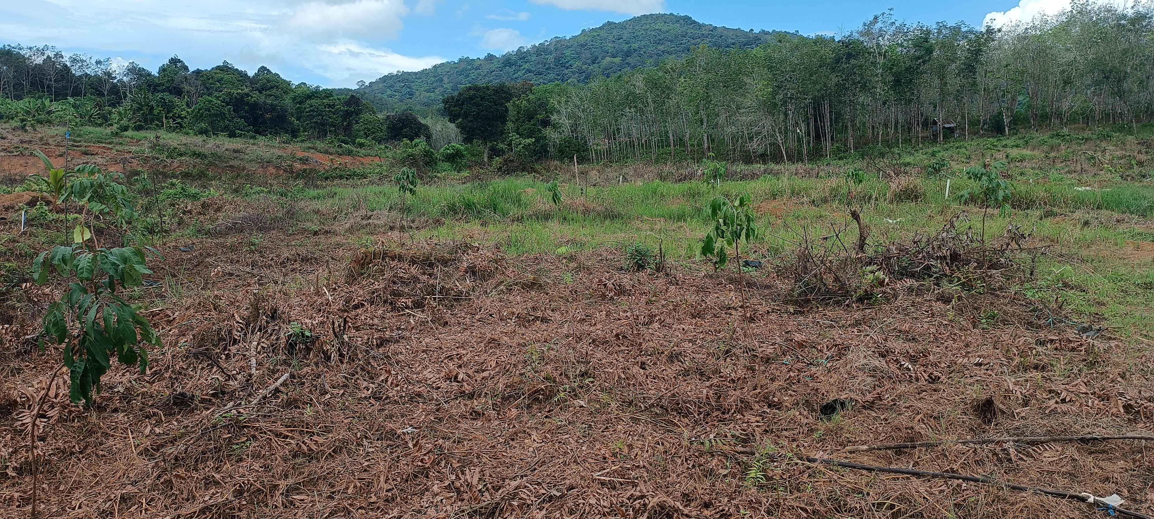 200 sqm Freehold Land for Sale in Desa Sungai Pinang, Tanah Laut