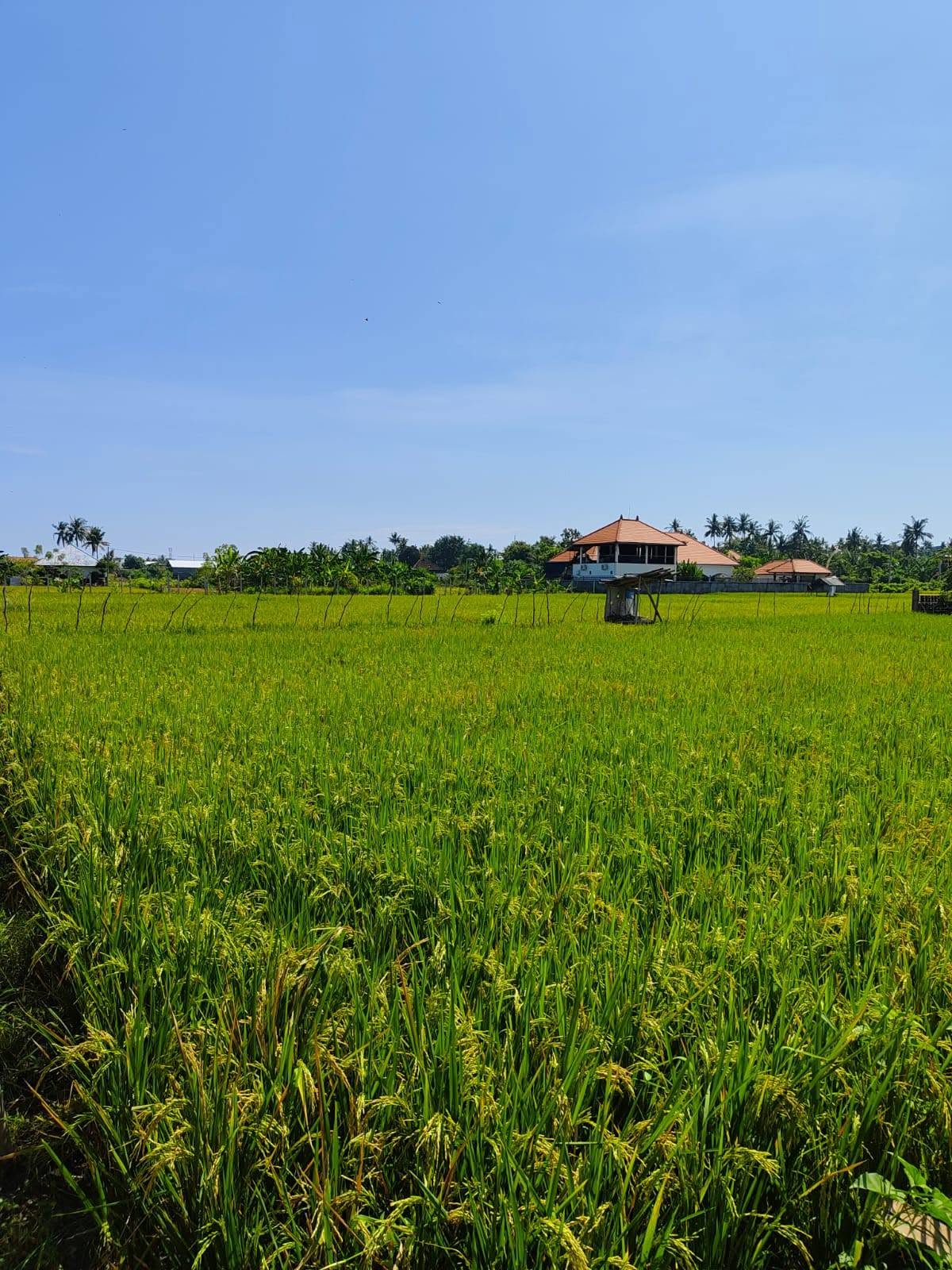 Fully Furnished 3-Bedroom Villa with Private Pool in Anturan, Buleleng, Bali 6