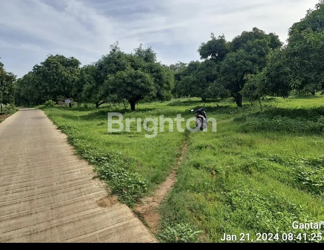 Spacious Land for Sale in Losari, Brebes, Jawa Tengah with Freehold Certificate 2