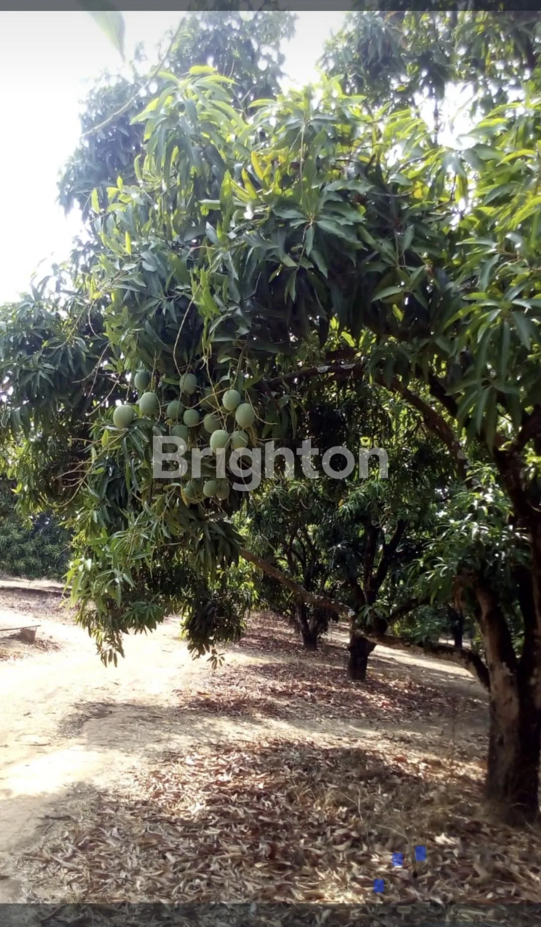 Spacious Land for Sale in Losari, Brebes, Jawa Tengah with Freehold Certificate 3