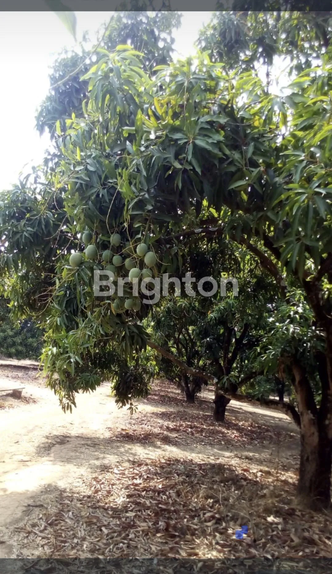 Spacious Land for Sale in Losari, Brebes, Jawa Tengah with Freehold Certificate 4