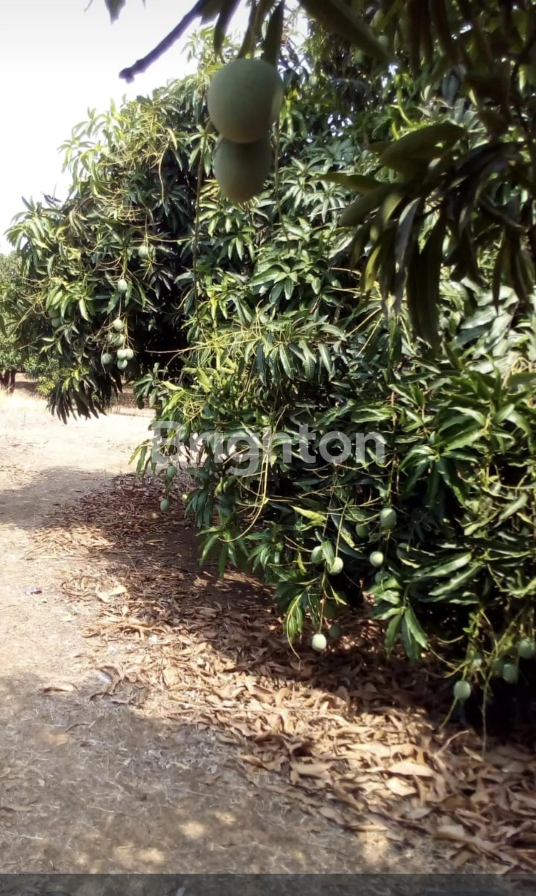 Spacious Land for Sale in Losari, Brebes, Jawa Tengah with Freehold Certificate 5