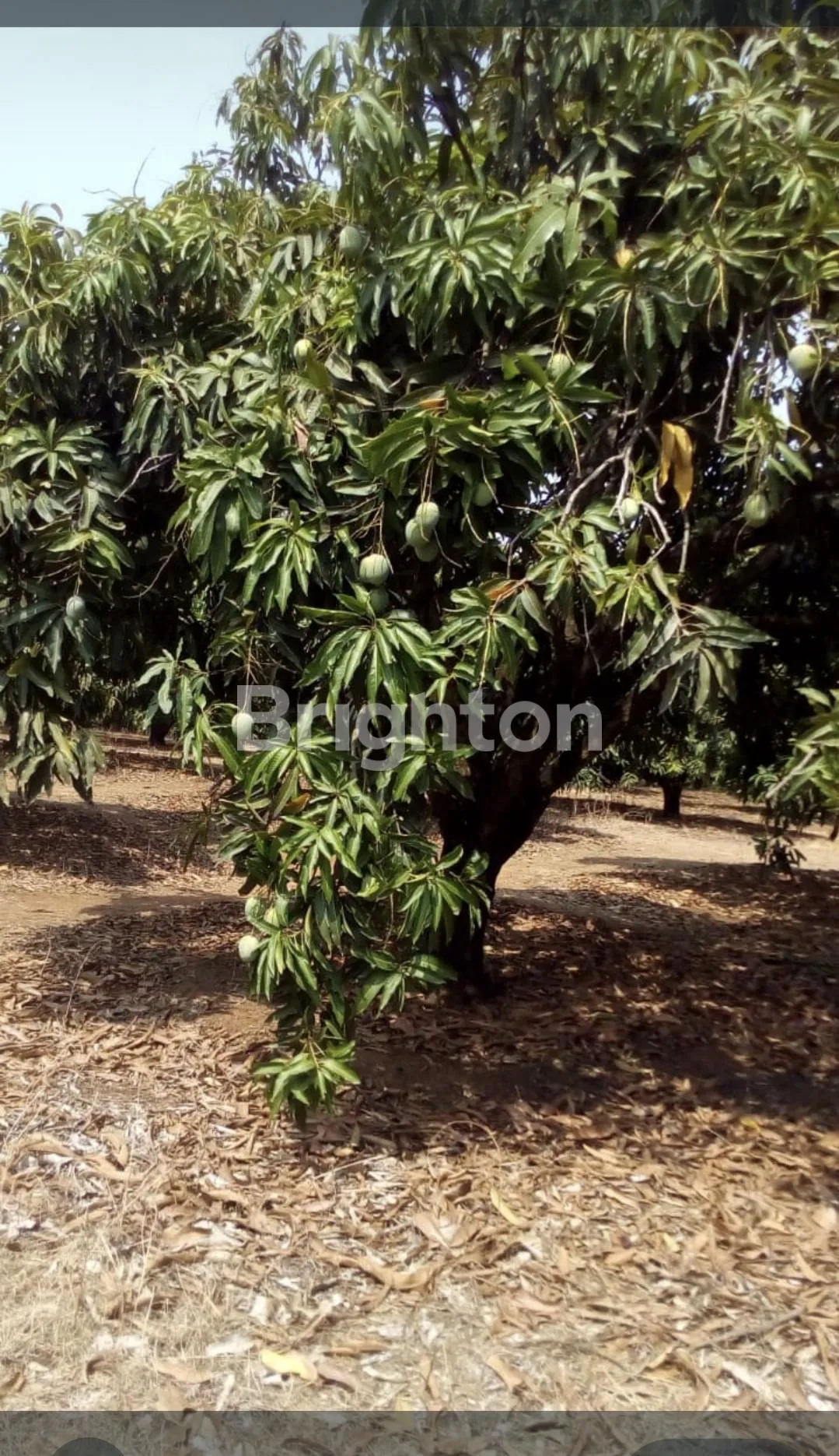Spacious Land for Sale in Losari, Brebes, Jawa Tengah with Freehold Certificate 6