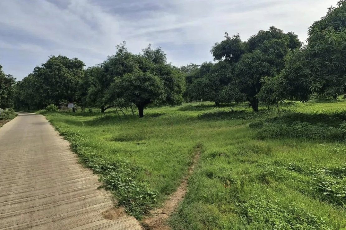 Spacious Land for Sale in Losari, Brebes, Jawa Tengah with Freehold Certificate